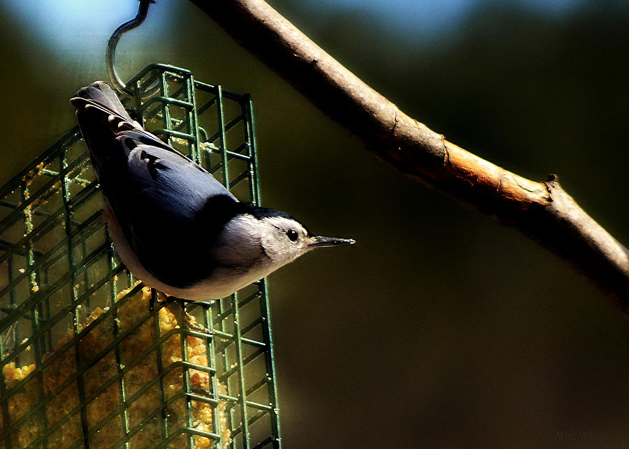 Nuthatch #1 Photograph by Mim White