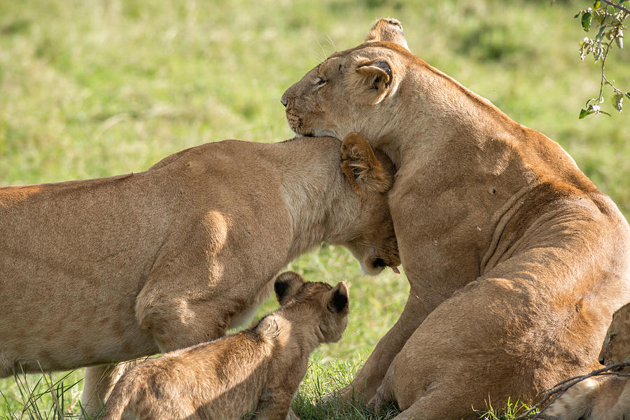 Nuzzling Lions, Kenya #1 Photograph by James Steinberg