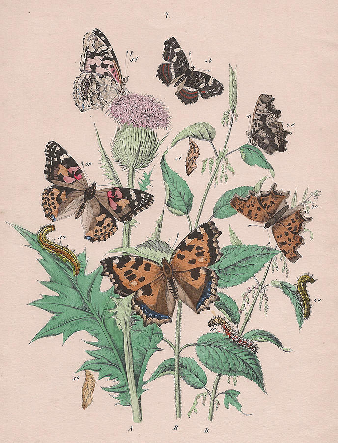 Butterfly Drawing - Nymphalidae #1 by W Kirby