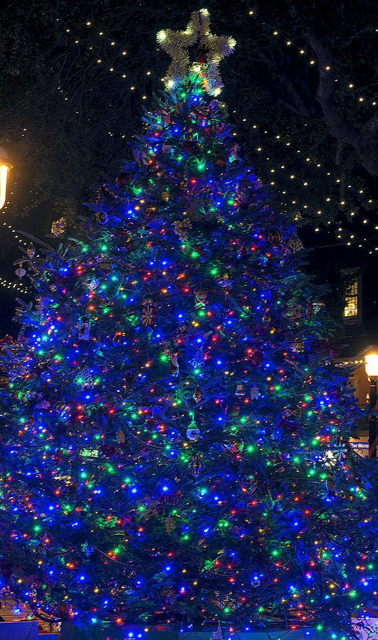 O Christmas Tree #1 Photograph by Kenneth Albin
