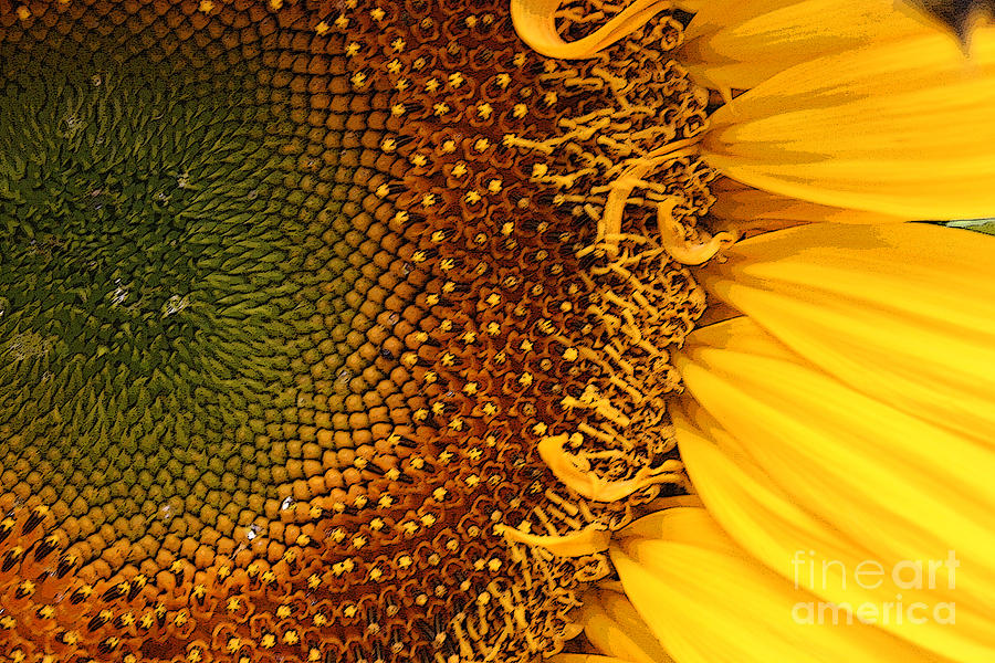 O Sunflower Photograph by Jeanette French