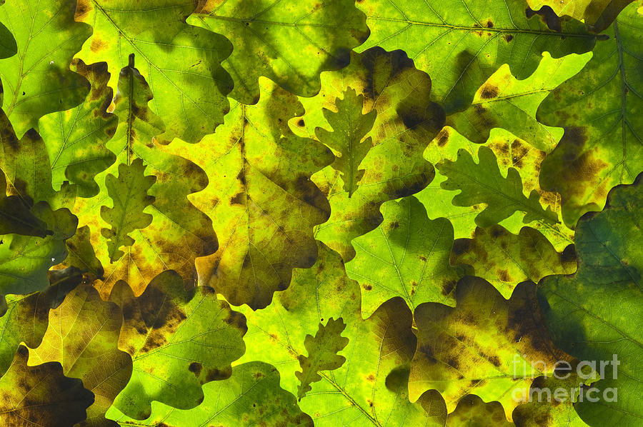 Oak Leaf Background #1 Photograph by Lee Avison