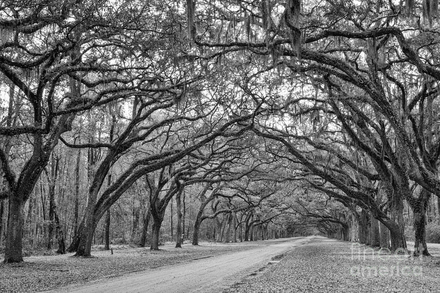 Oak Lined Avenue Wormsloe Plantation Savannah Georgia #1 Photograph by Dawna Moore Photography
