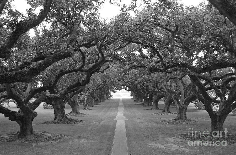 Oak Tree Avenue #1 Photograph by John Keates