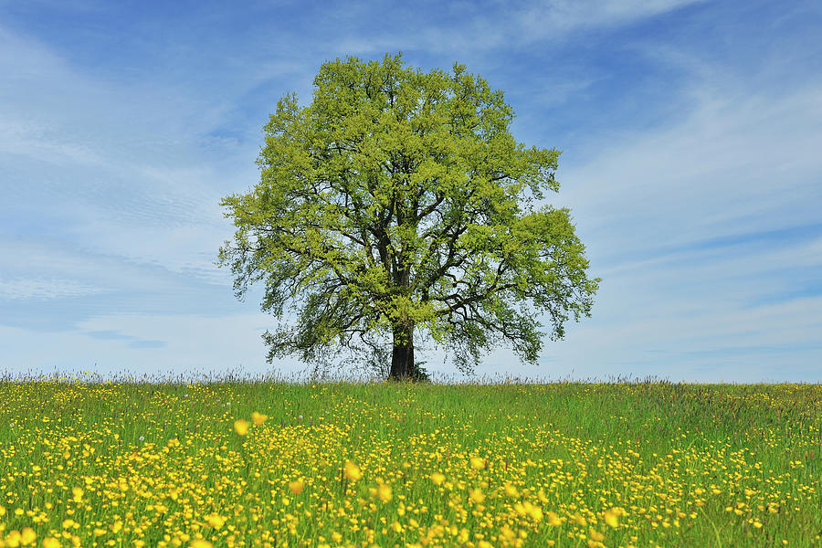 Oak Tree #1 Photograph by Raimund Linke