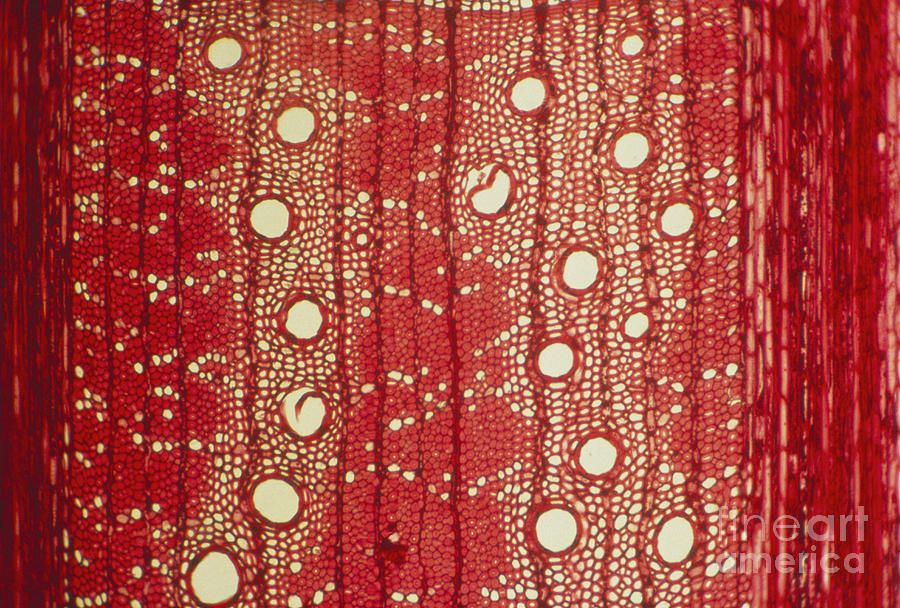 Oak Vascular Tissue #1 Photograph by James M. Bell