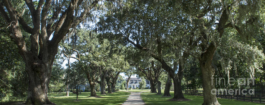 Oakland Plantation House in Mount Pleasant South Carolina #1 Photograph by David Oppenheimer