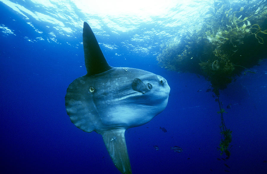 Ocean Sunfish #1 Photograph by Greg Ochocki