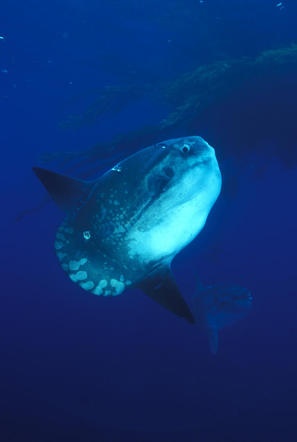 Ocean Sunfish Mola Mola #1 Photograph by Greg Ochocki