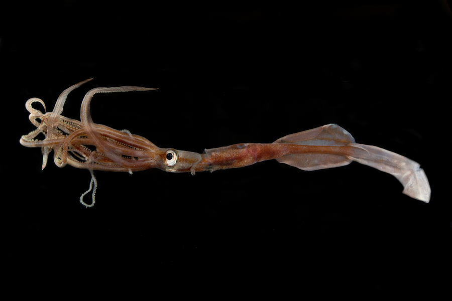 Oceanic Squid Asperoteuthis Acanthoderma Photograph by Danté Fenolio ...