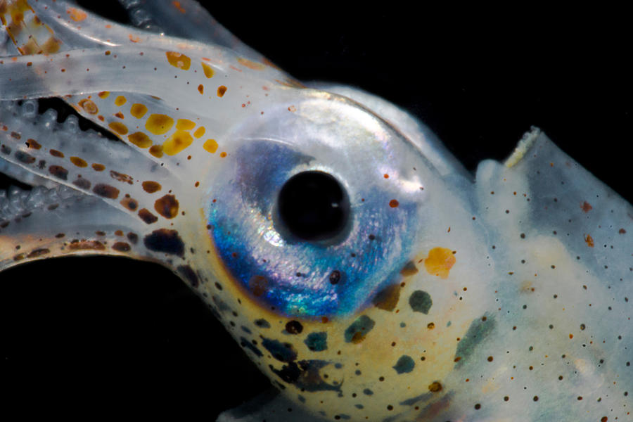 Oceanic Squid Walvisteuthis Jeremiahi #1 Photograph by Dant Fenolio