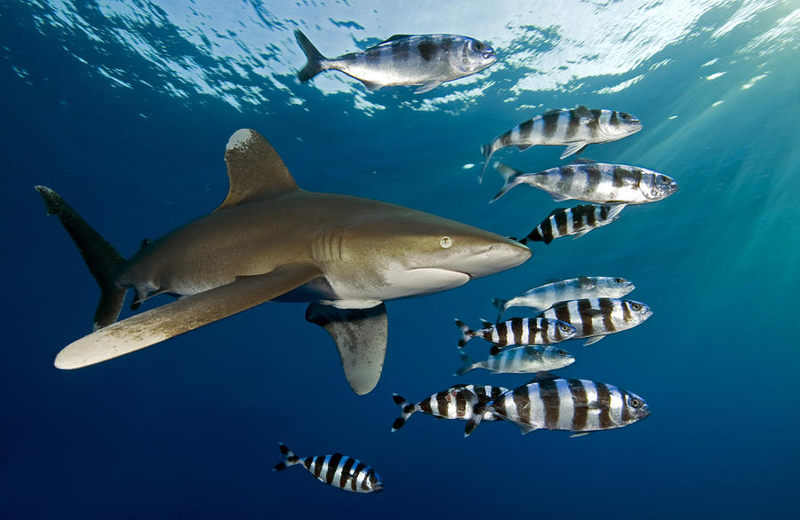 Fish Photograph - Oceanic whitetip shark  Carcharhinus longimanus #1 by Dray Van Beeck