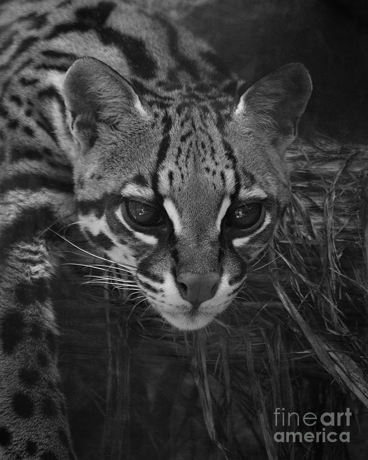 Ocelot Black and white Photograph by TN 