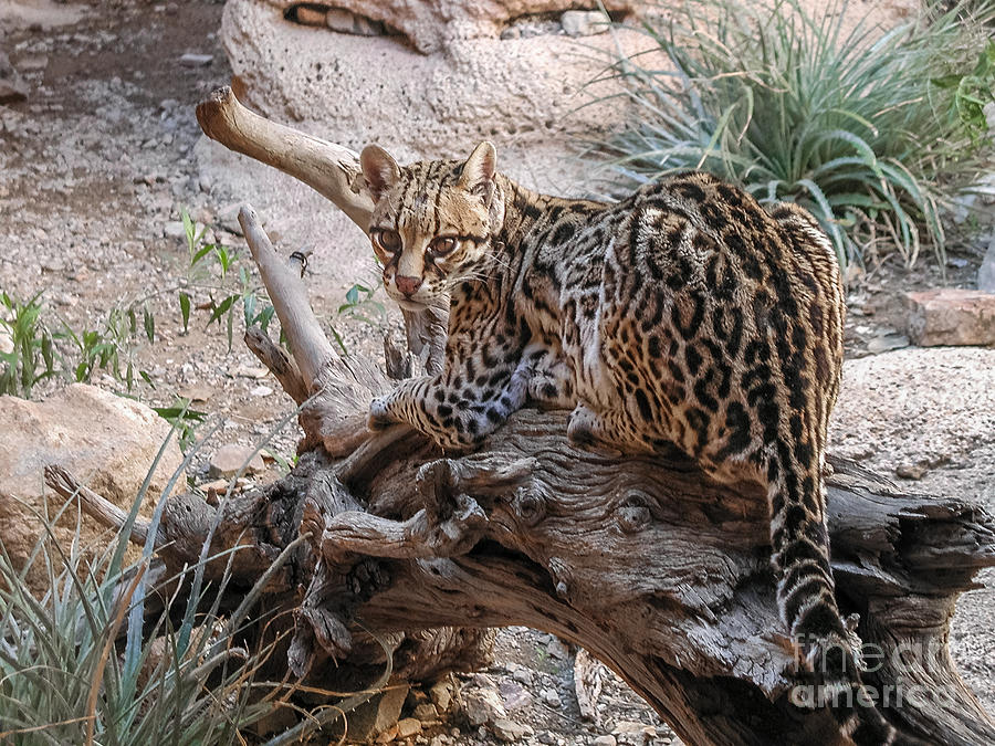 Ocelot Laying On Log Photograph by Al Andersen