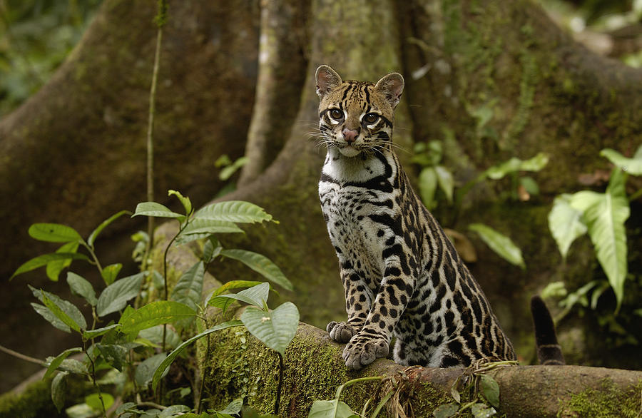 Ocelot On Buttress Root Amazonian #1 Photograph by Pete Oxford