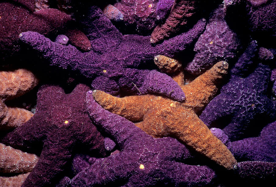 Ochre Sea Stars Feeding On Barnacles #1 Photograph by Jeff Rotman