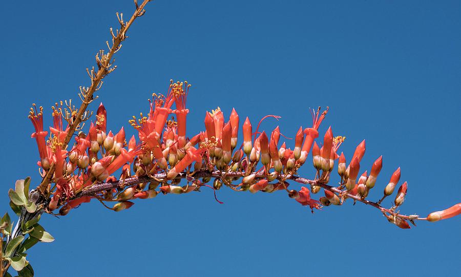 Wildlife Photograph - Ocotillo (fouquieria Splendens) In Flower #1 by Bob Gibbons/science Photo Library