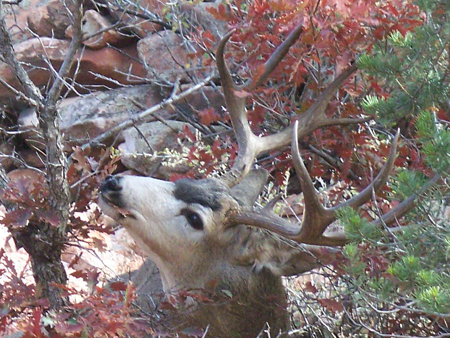 October Deer I #2 Photograph by Lanita Williams