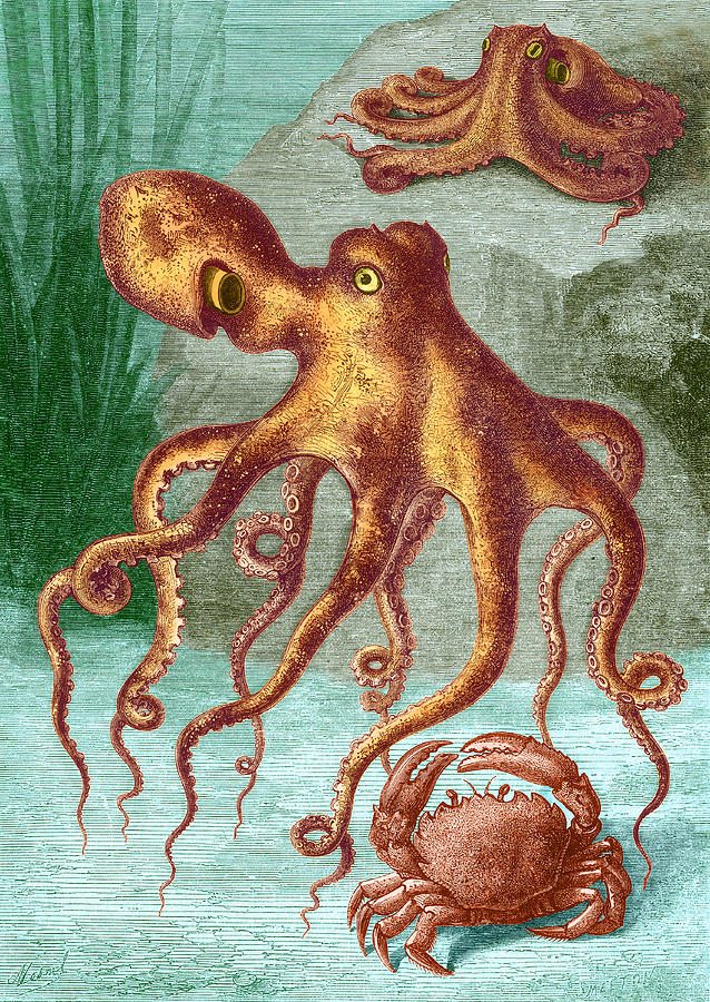 Octopi And Crab, 1833 #1 Photograph by Science Source