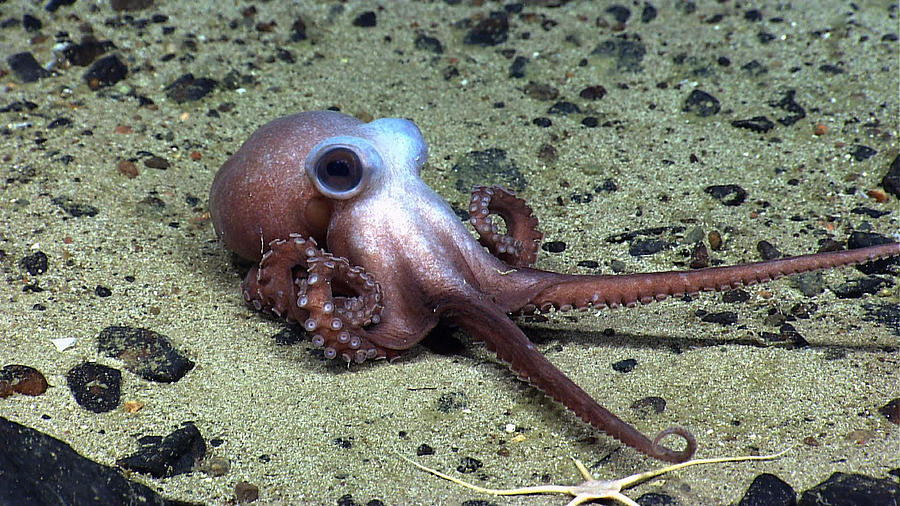 Octopus At Physalia Seamount #1 Photograph by Science Source