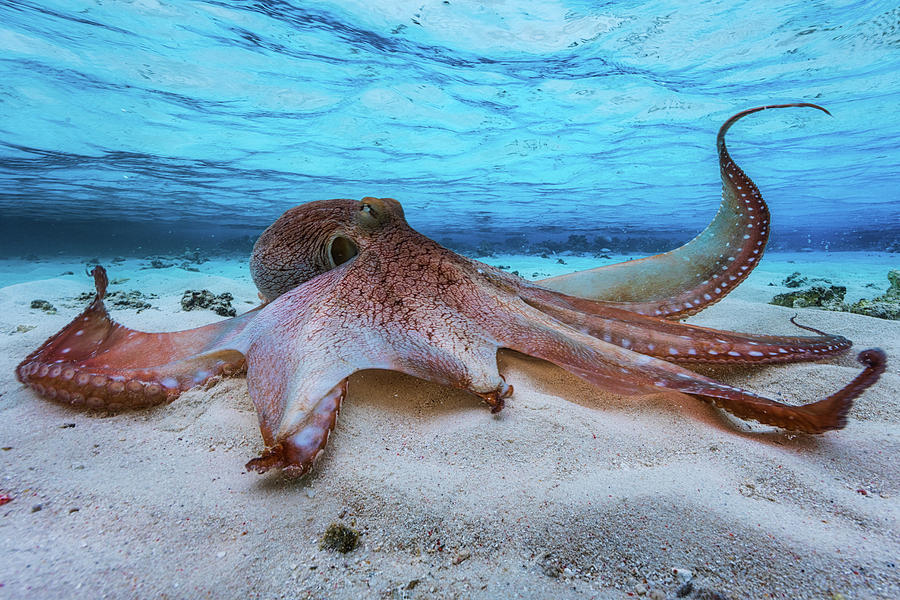 Octopus Photograph - Octopus #1 by Barathieu Gabriel
