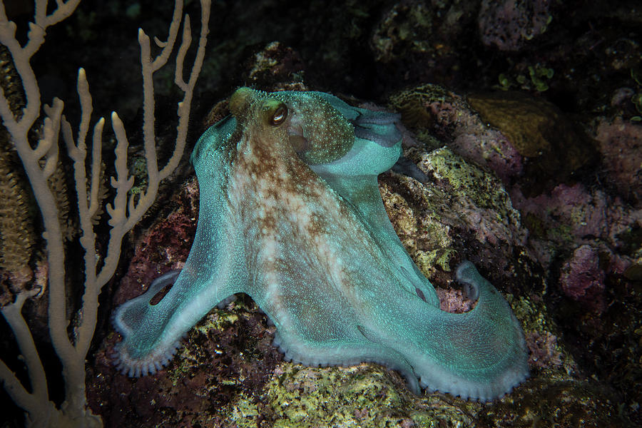 Octopus On A Night Dive In Roatan #1 Photograph by Brandi Mueller