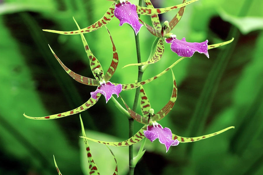 Orchid Photograph - Odontobrassia billabong #1 by Neil Joy/science Photo Library