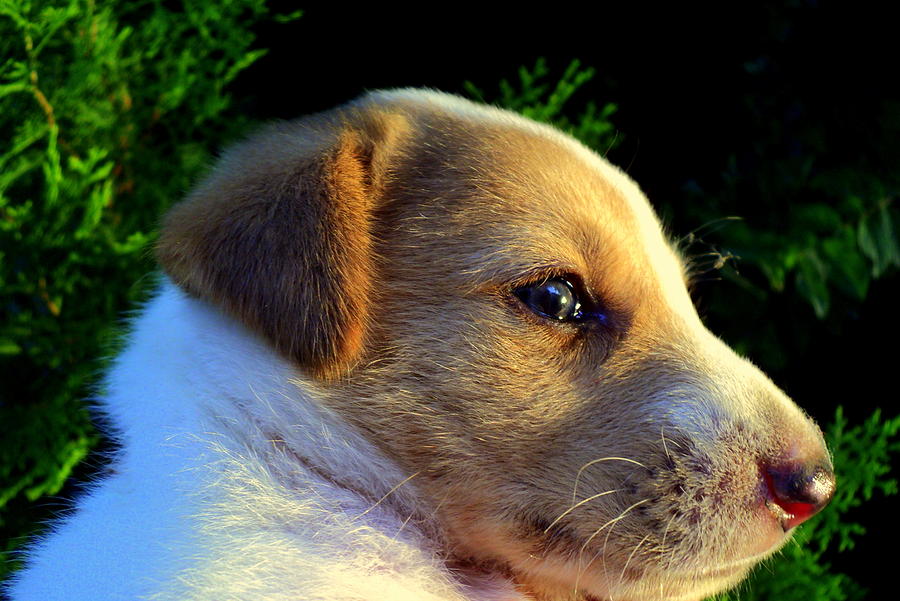 Cute Puppy Photograph by Salman Ravish