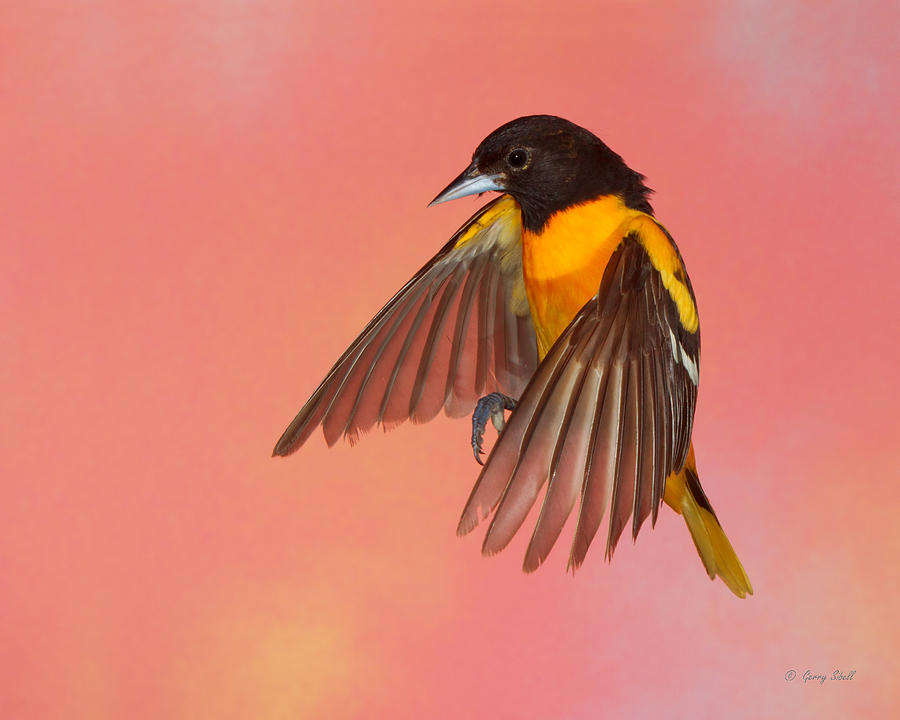 Oh Oh Oriole #1 Photograph by Gerry Sibell
