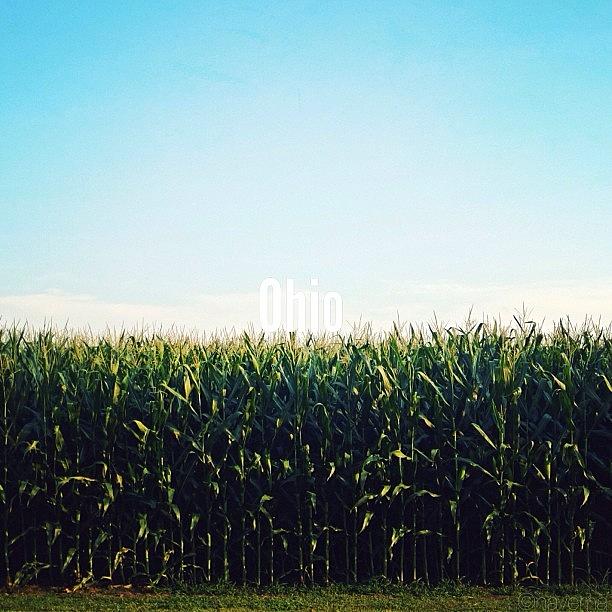 Corn Photograph - Ohio #1 by Natasha Marco
