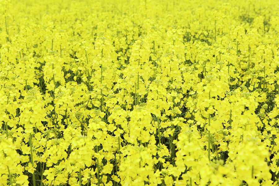 Oil Seed Rape (brassica Napus) #1 Photograph by Gustoimages/science Photo Library