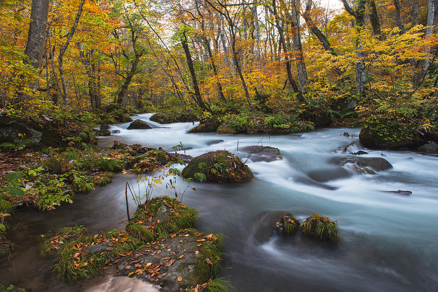 Oirase stream in Fall color #1 Photograph by Hisao Mogi