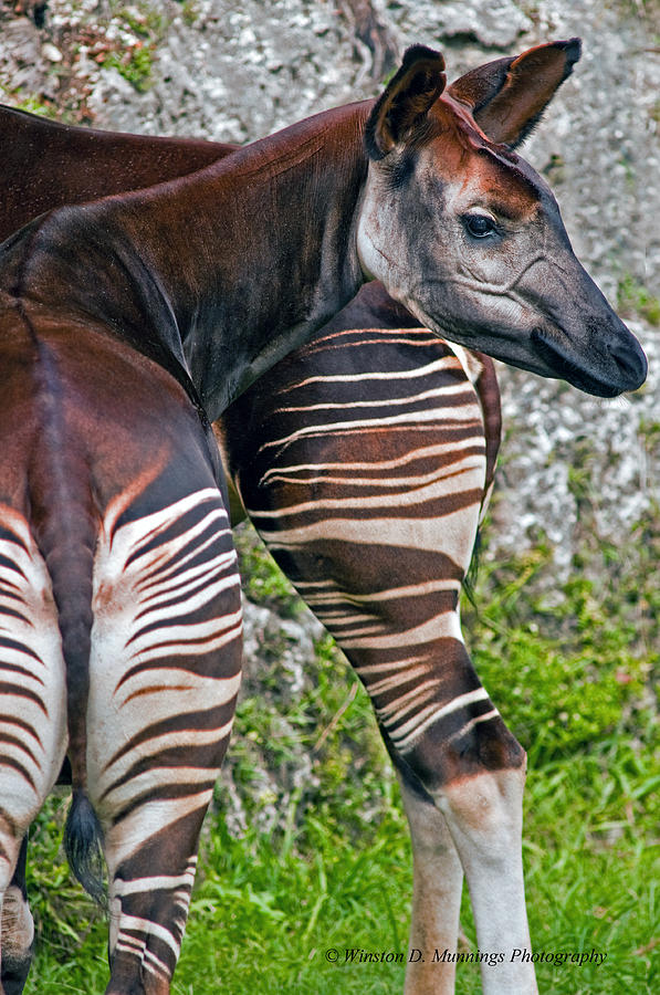 Okapi #1 Photograph by Winston D Munnings