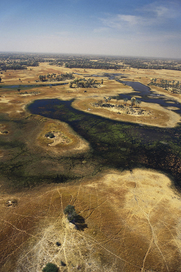Okavango Delta #1 Photograph by F. Stuart Westmorland