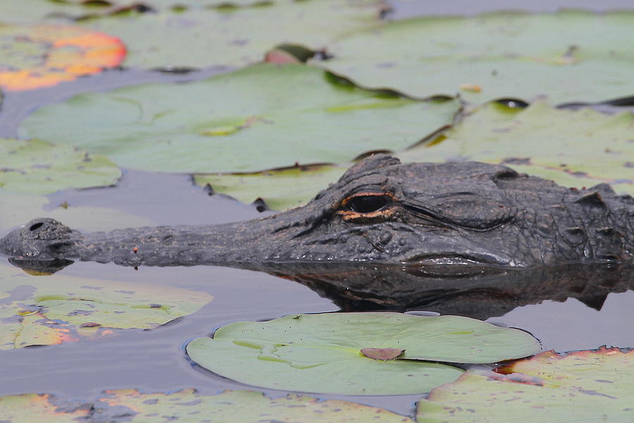 Okefenokee Gator #1 Photograph by Cathy Lindsey
