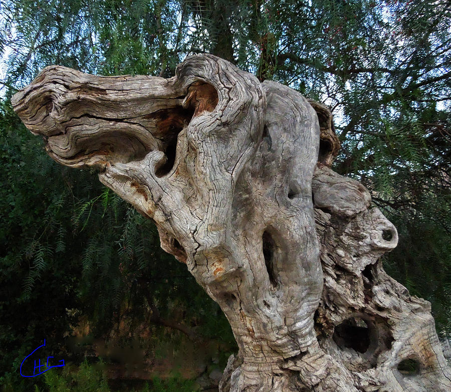 Old Ancient Olive tree in Garden Spain #1 Photograph by Colette V Hera Guggenheim