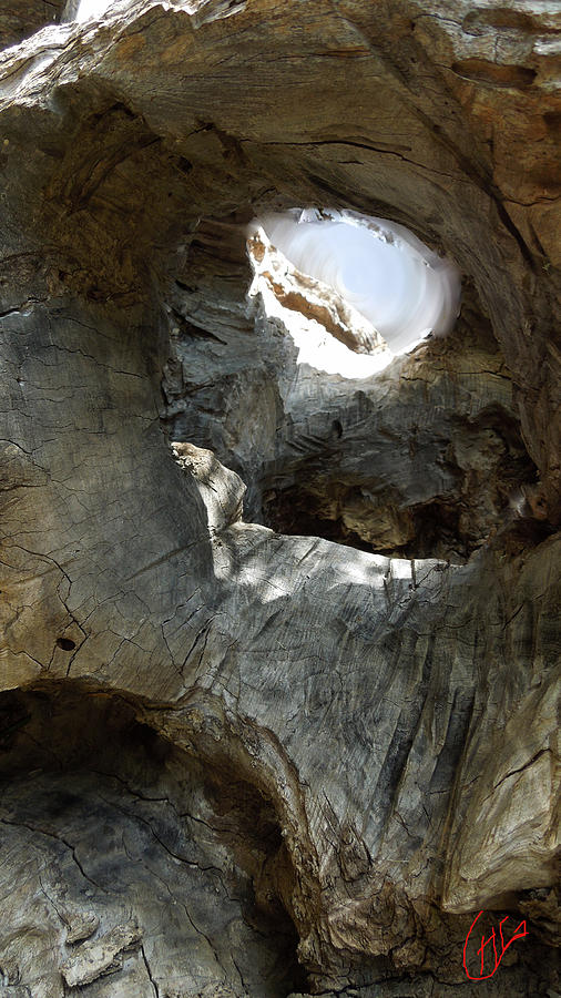 Old ancient Olive Tree Spain  #1 Photograph by Colette V Hera Guggenheim