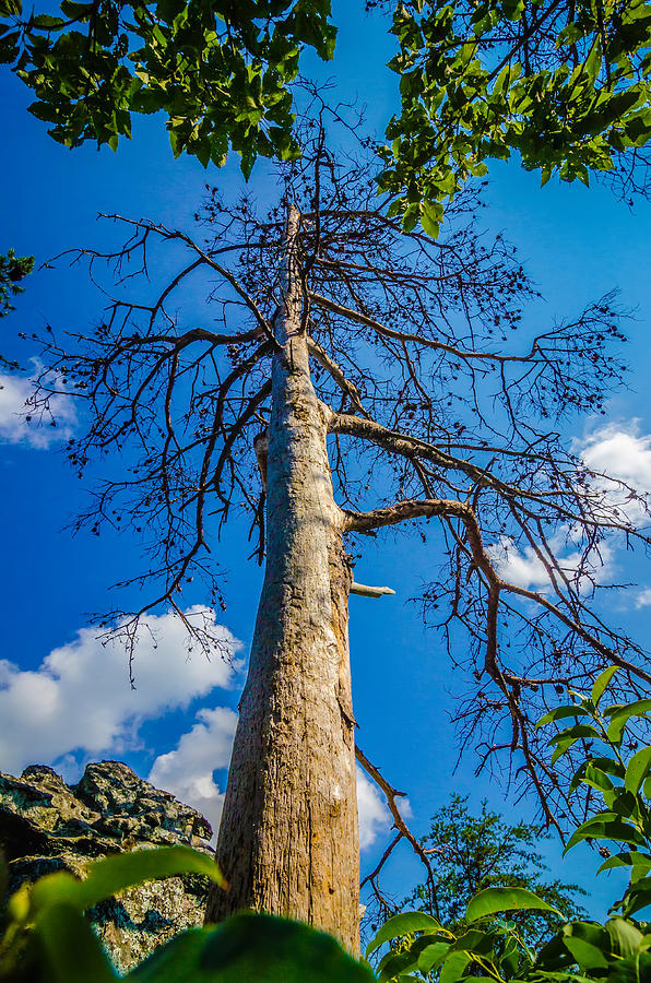 Old And Ancient Dry Tree On Top Of Mountain Photograph