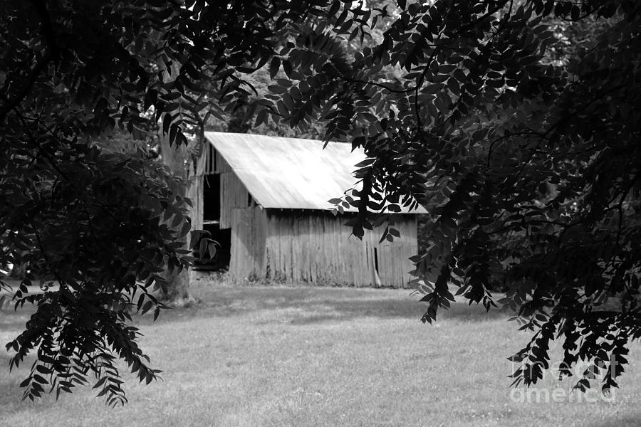 Tree Photograph - Old Barn 4 by Dwight Cook