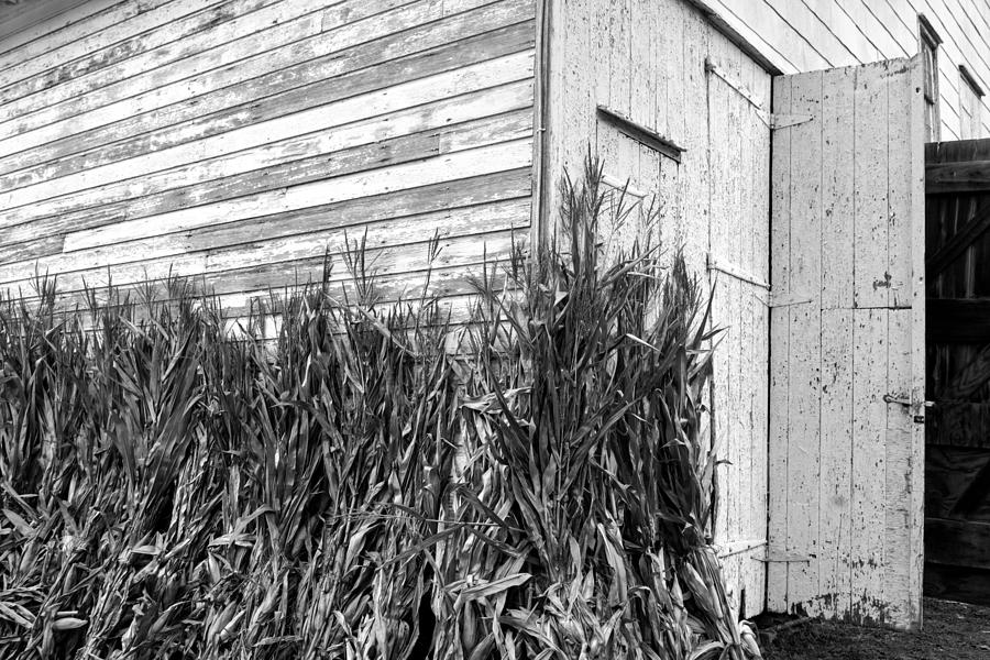Old Barn and Cornstalks #1 Photograph by Photographic Arts And Design Studio