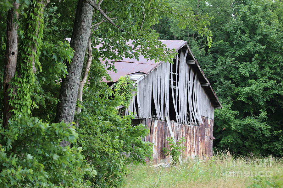 Old barn #1 Photograph by Dwight Cook