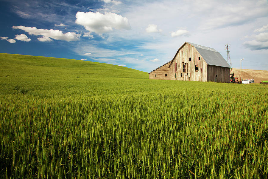 Old Barn Surrounded By Spring Wheat Photograph by Terry Eggers | Fine ...