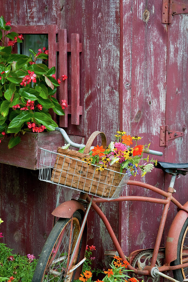 Old Bicycle With Flower Basket Next #1 Photograph by Panoramic Images ...