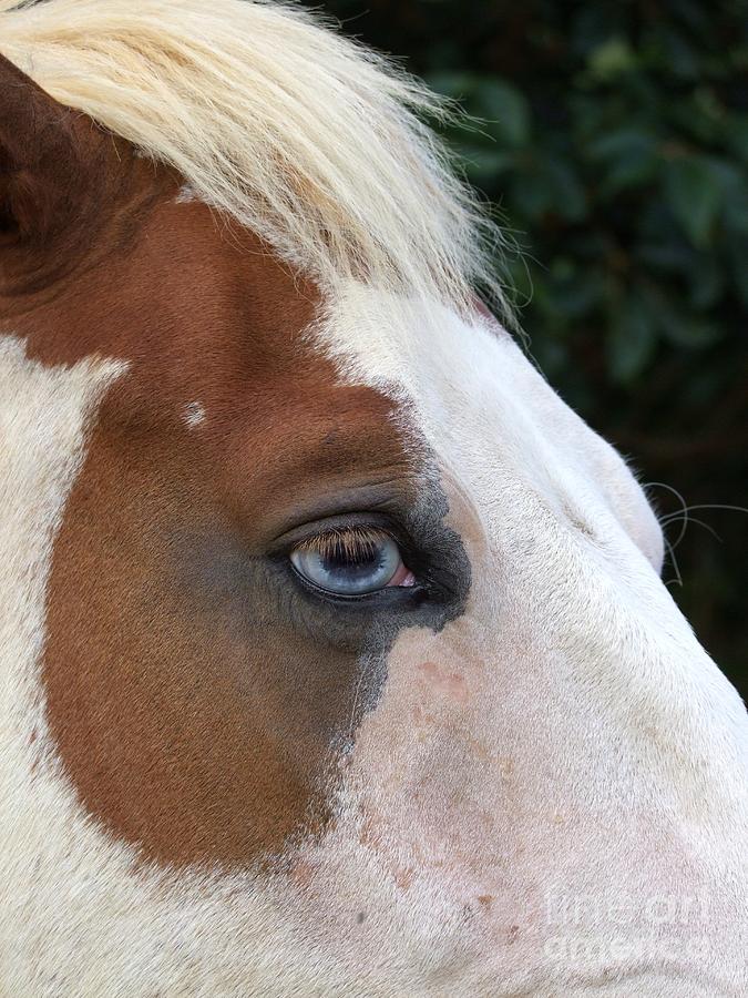 Horse Photograph - Old Blue Eyes by Mary Deal