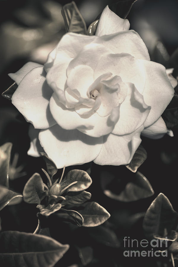 Old classical white gardenia blossom #1 Photograph by Jorgo Photography