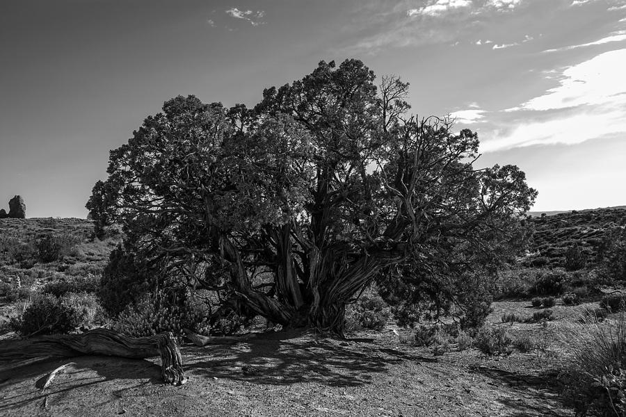 Old Juniper Tree #1 Photograph by Sandra Selle Rodriguez