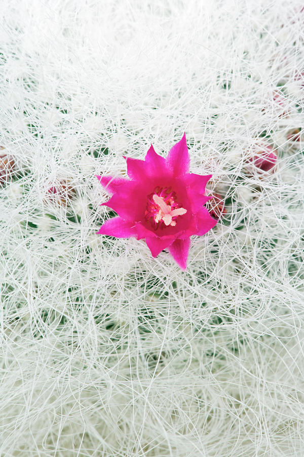 Old Lady Cactus #1 Photograph by Geoff Kidd/science Photo Library