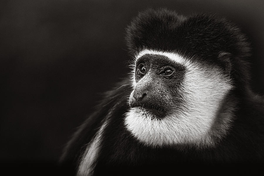 Old Man Colobus 1 #1 Photograph by Mike Gaudaur