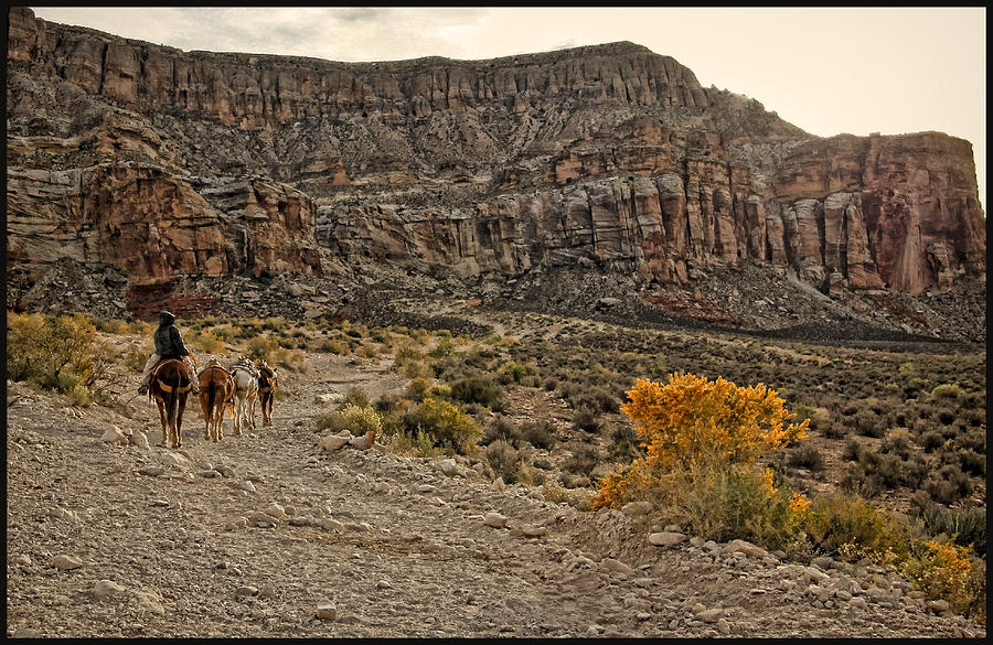 Grand Canyon National Park Photograph - Old Mule Train #1 by Stellina Giannitsi