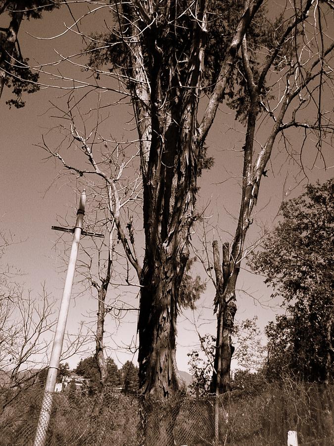 Old Tree #2 Photograph by Salman Ravish